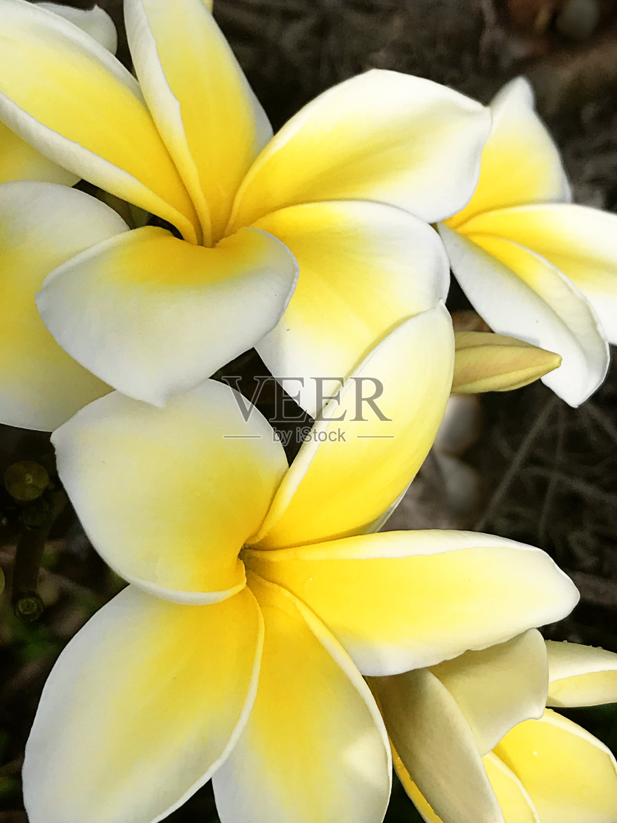 一簇热带黄色鸡蛋花的极端特写照片摄影图片