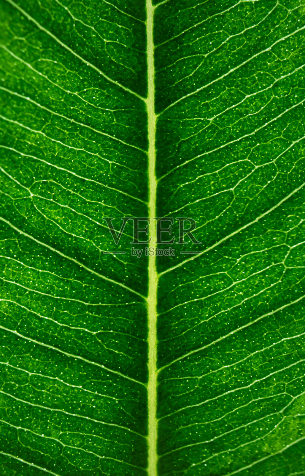 叶静脉,宏。具有选择性焦点的植物结构模式。自然垂直背景，墙纸或背景照片摄影图片