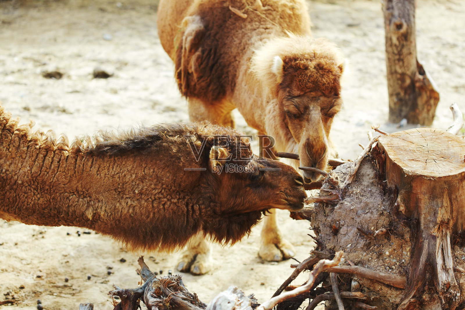 骆驼吃坚硬的树根和树皮照片摄影图片