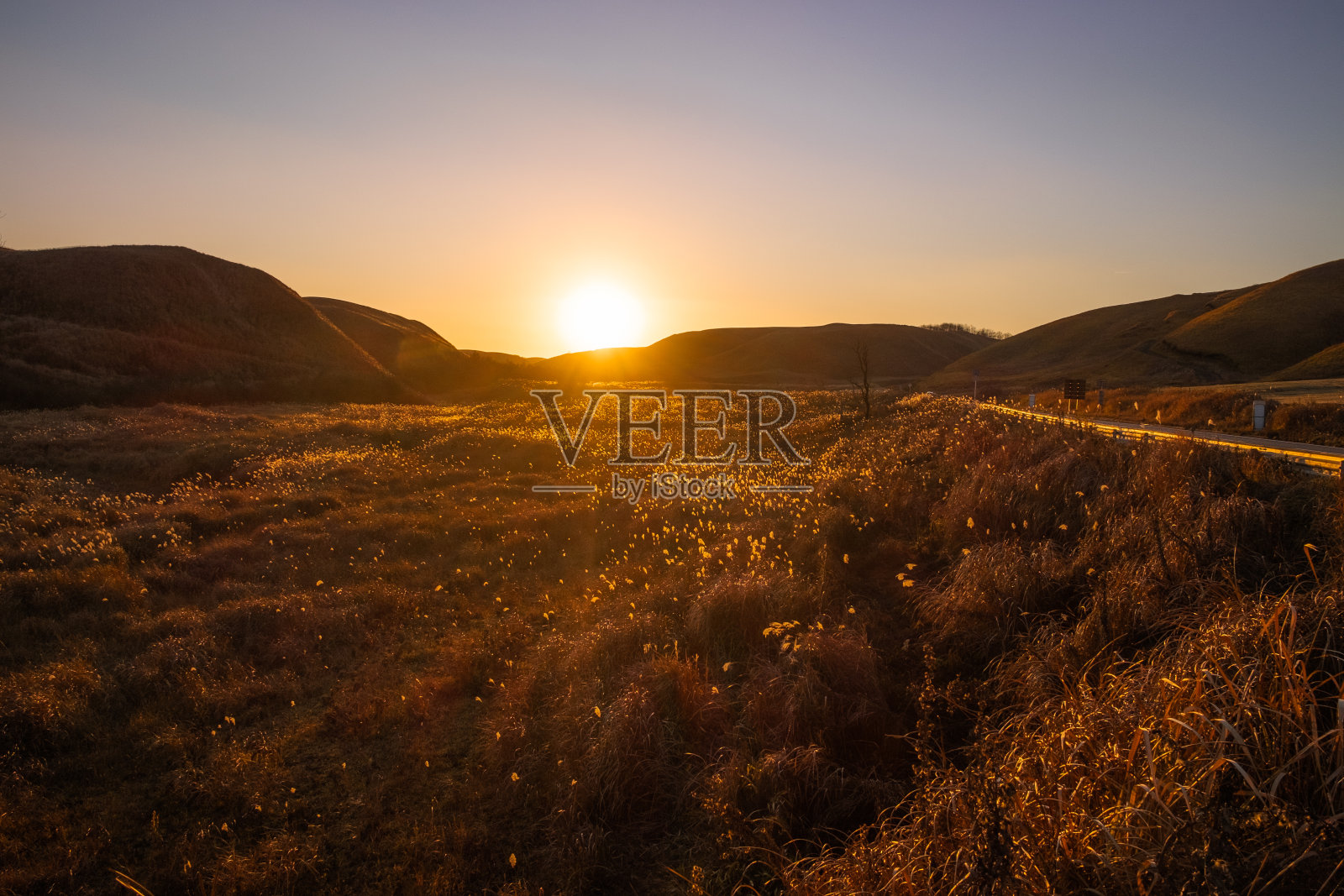 美丽的日落与金色的田野照片摄影图片