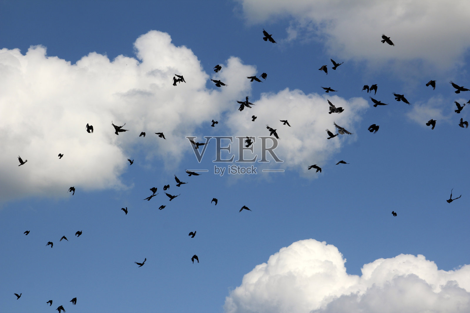 蓝色的天空映衬着一大群黑色的鸟儿照片摄影图片