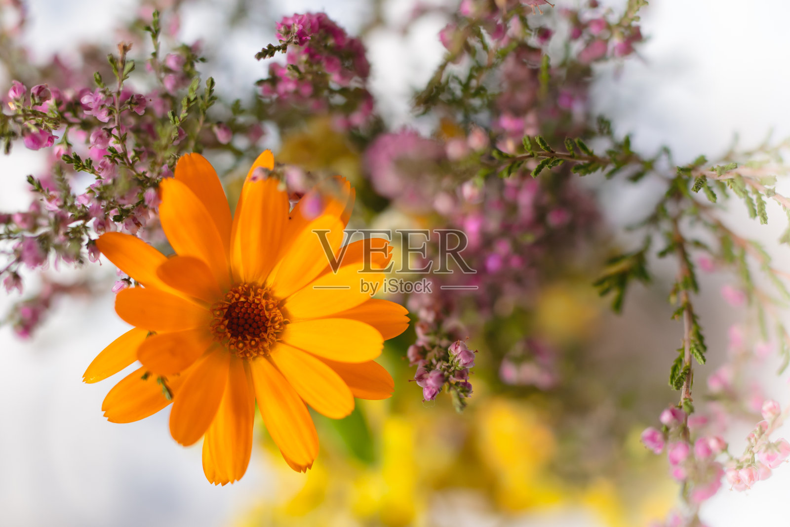美丽的花的背景。橙色和粉红色的花朵与柔和的灯光背景接近照片摄影图片