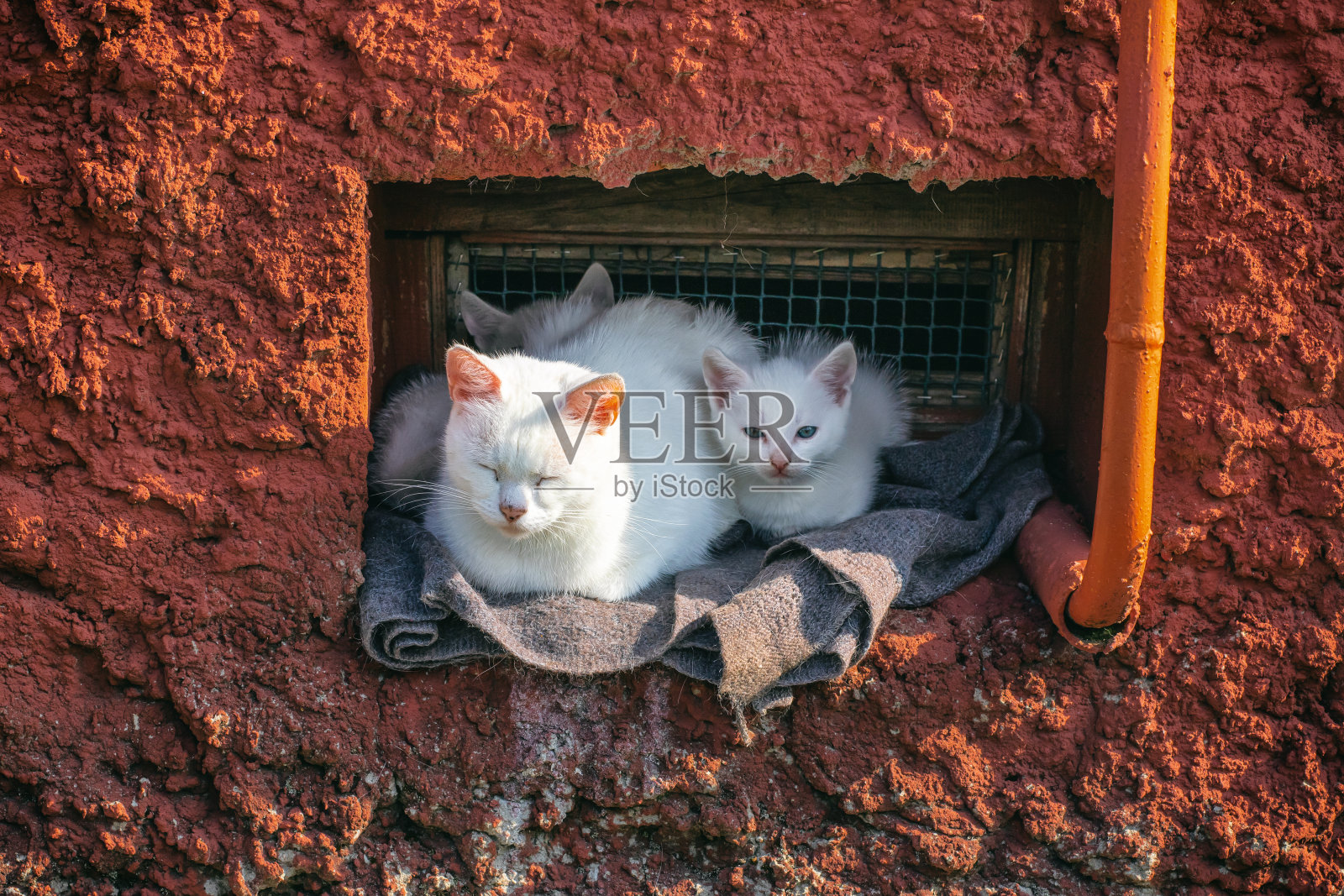 可爱的白猫和小猫坐在户外温暖的地方照片摄影图片