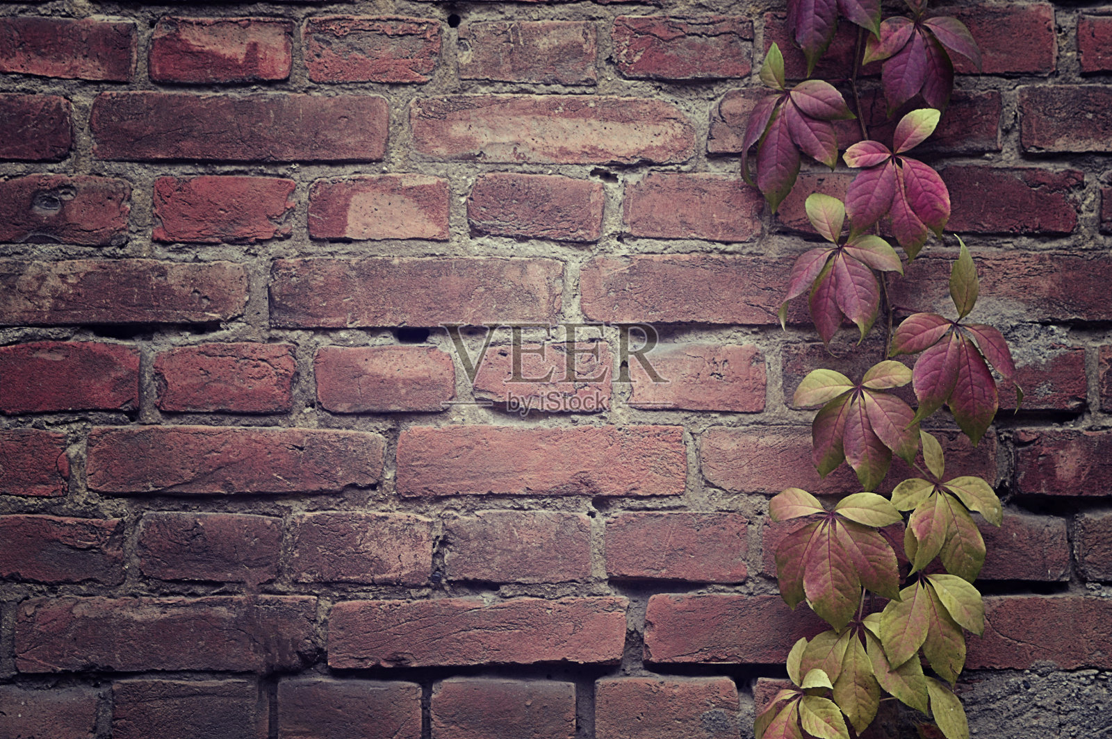 破旧的砖墙，常青藤上的红叶和野葡萄。秋天的背景。墙和叶面纹理照片摄影图片