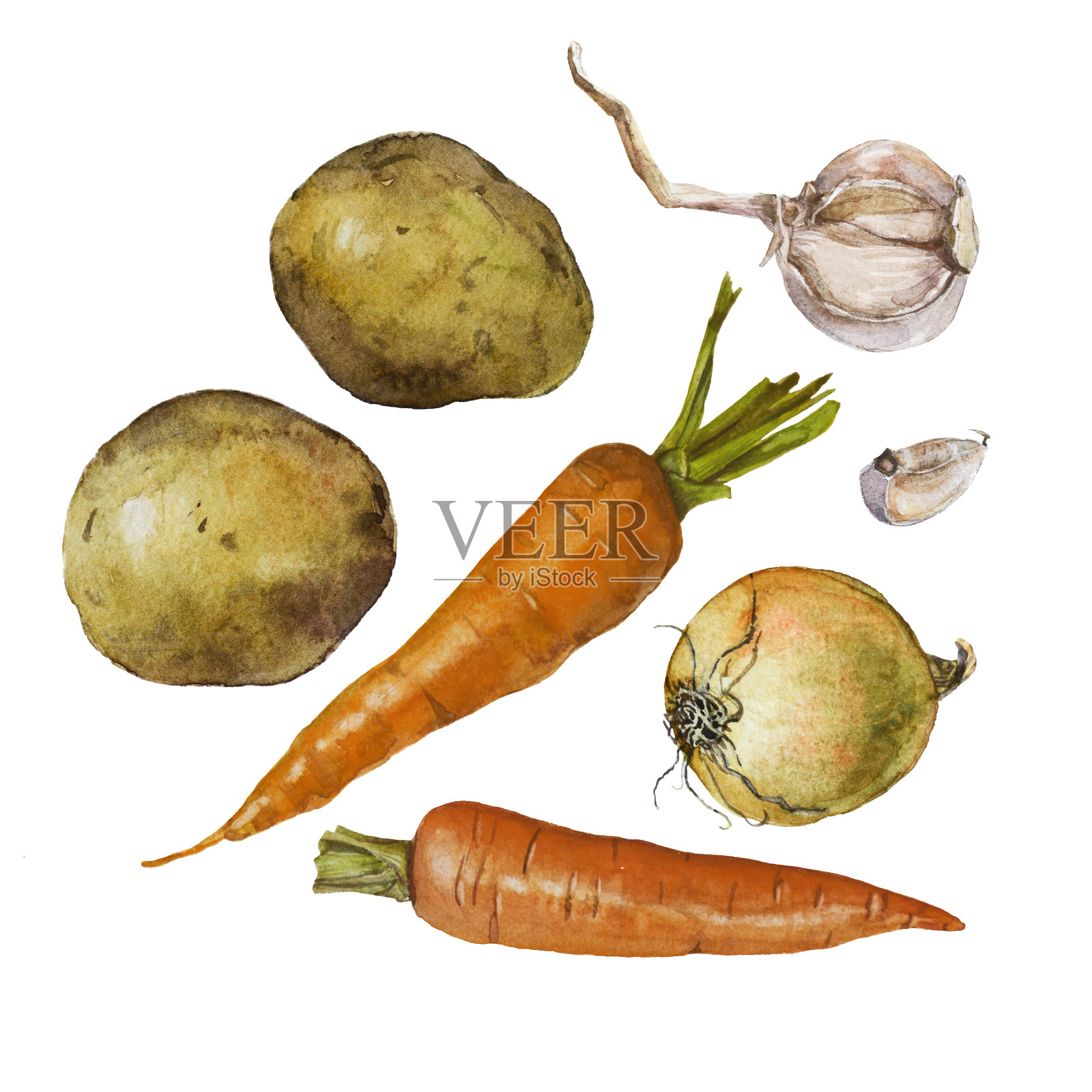 洋葱，胡萝卜，生土豆和大蒜。水彩插图孤立的白色背景。插画图片素材