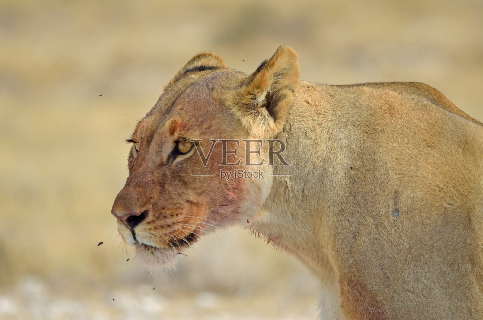 特写雌狮(母狮)，脸上有血，埃托沙国家公园照片摄影图片