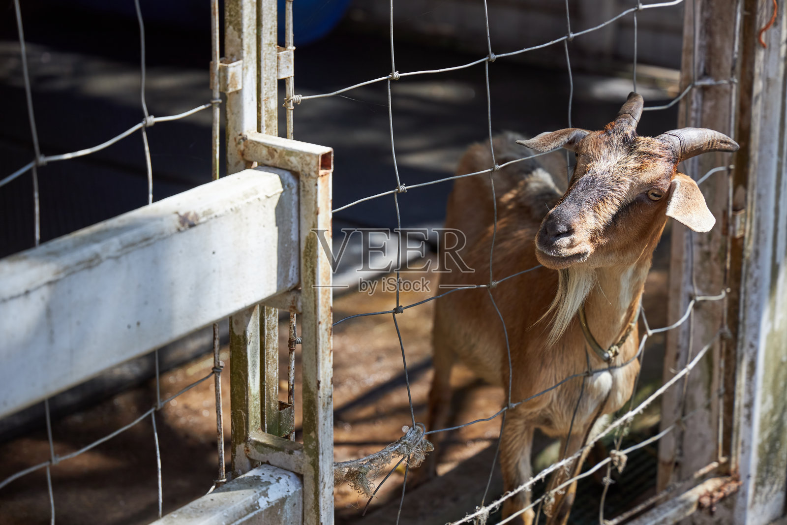 一只棕色的山羊从铁丝笼子里探出头来，希望能逃脱照片摄影图片