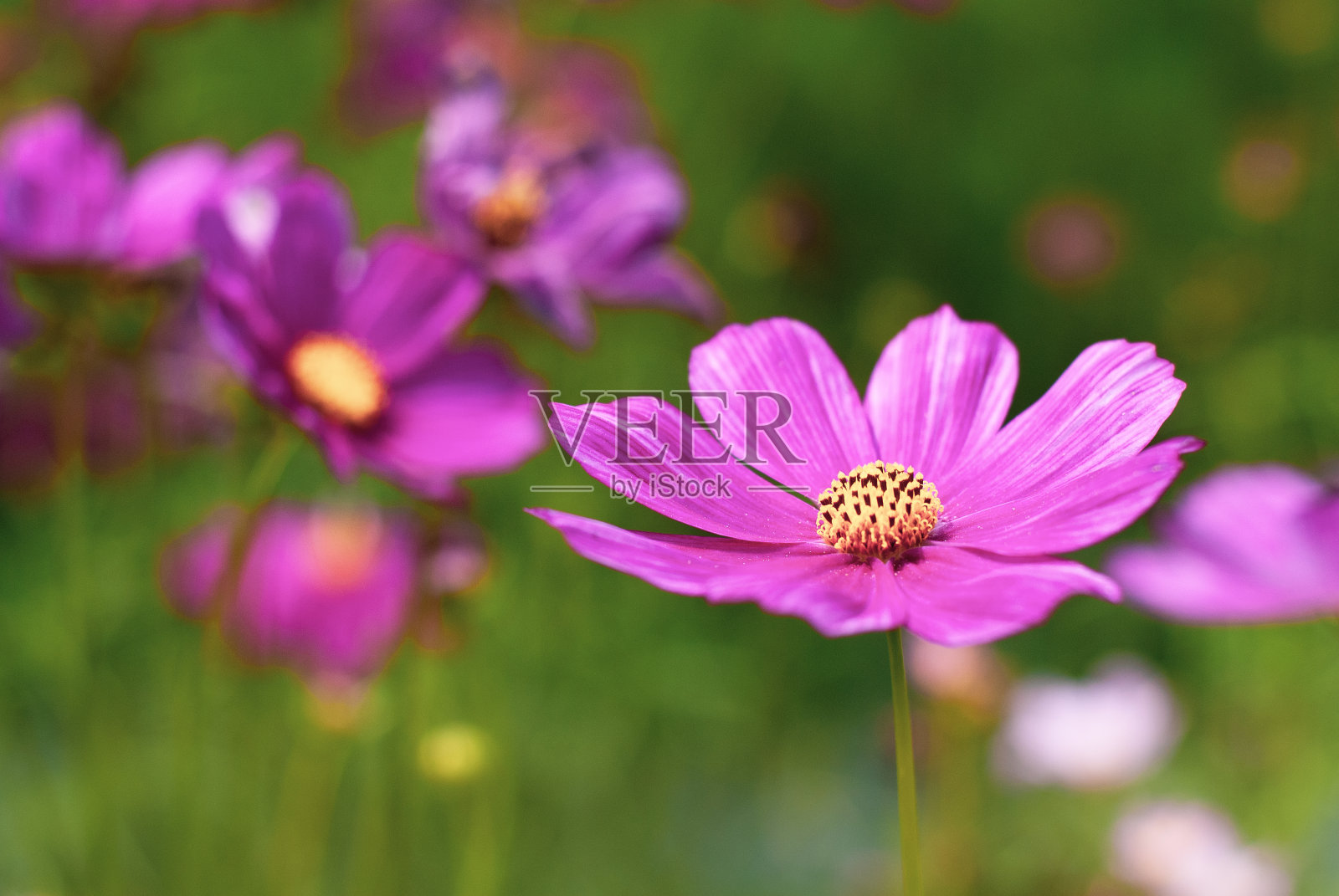 紫色的花朵盛开在绿色的花园里，大自然的背景照片摄影图片