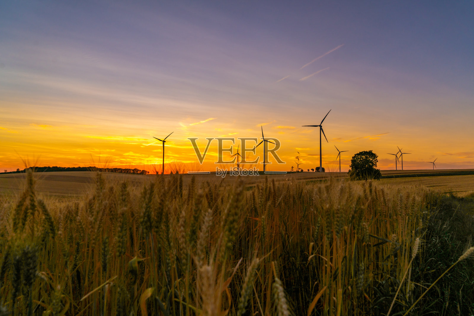 日落时的风力涡轮机和麦田。照片摄影图片