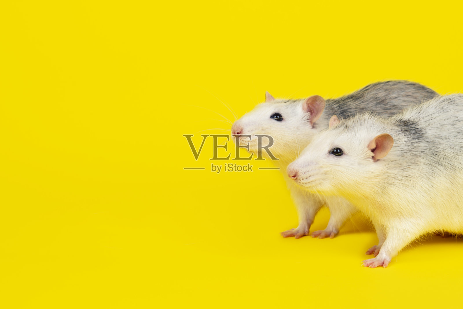 两个有趣的胖老鼠的肖像孤立在黄色。照片摄影图片