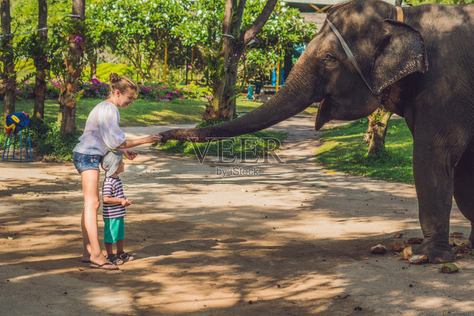 妈妈和儿子在热带喂大象照片摄影图片
