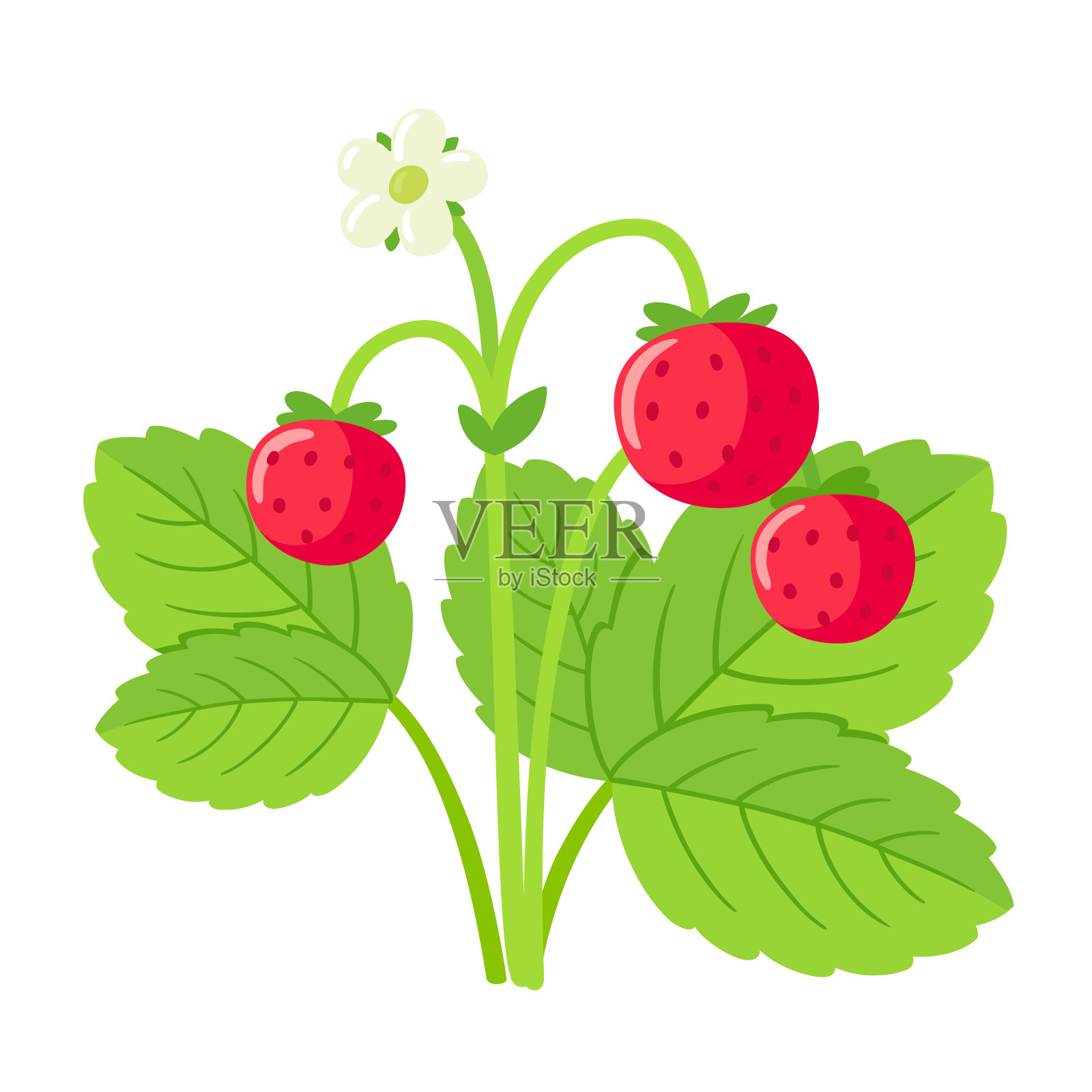 野生草莓植物插画图片素材