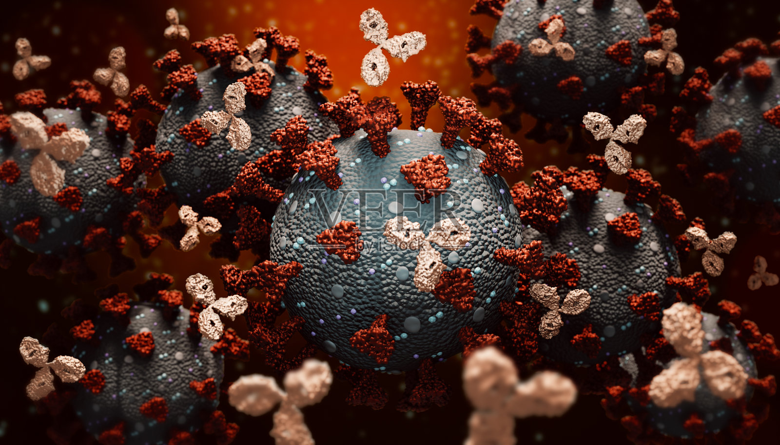 单克隆抗体或免疫球蛋白对抗一组冠状病毒或冠状病毒细胞3D渲染插图。免疫，免疫系统，免疫治疗，生物医学，生物学，医学概念。精确的科学渲染和艺术家的视觉。照片摄影图片