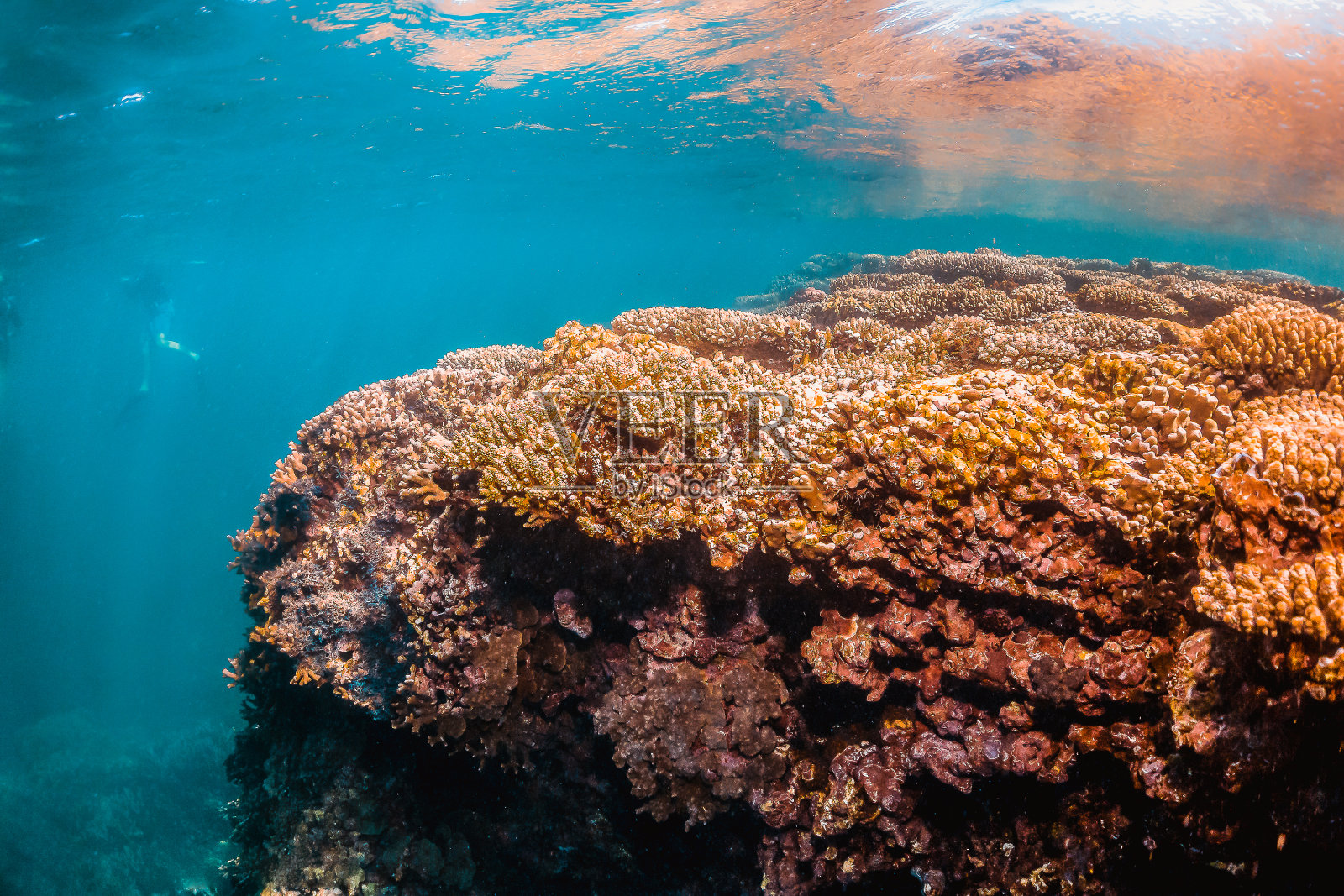 水下的珊瑚礁景象，彩色的珊瑚在清澈的蓝色的水照片摄影图片