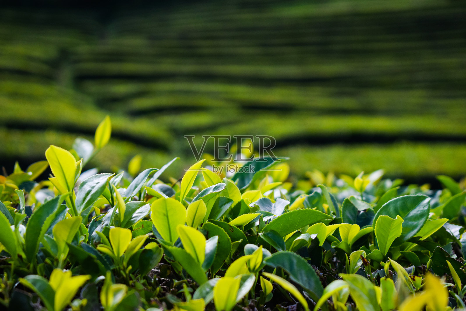 茶叶，葡萄牙的茶园，亚速尔群岛照片摄影图片