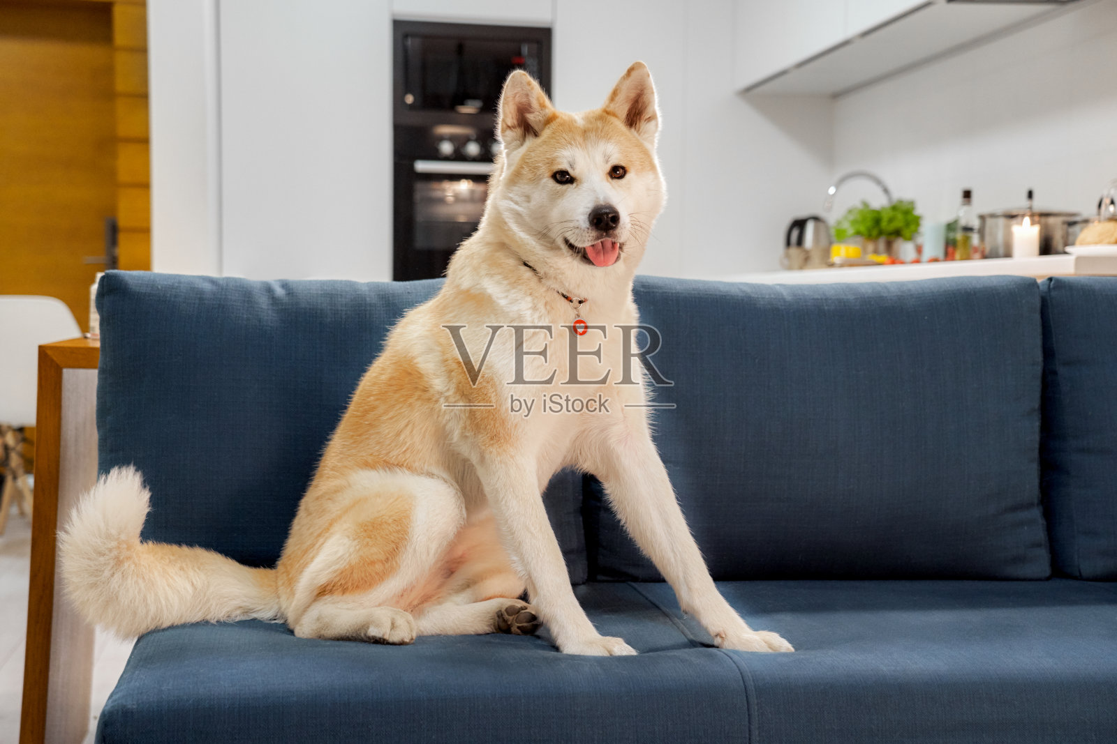 毛茸茸的红发小狗坐在沙发沙发上执行等待命令。日本秋田犬人最好的人类朋友忠实善良听话的动物看着镜头摆姿势，要求治疗骨食。可爱的照片摄影图片