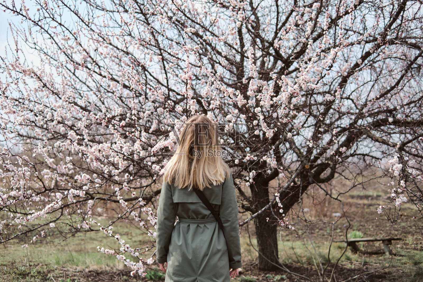 女孩在一棵美丽的开花树下。盛开的杏花，白色和粉红色的花朵。花园在自然界中。快乐的金发女人穿着时髦的风衣在户外散步。春光明媚，阳光灿烂照片摄影图片