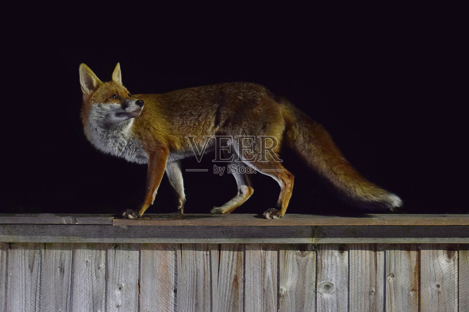 赤狐之夜照片摄影图片