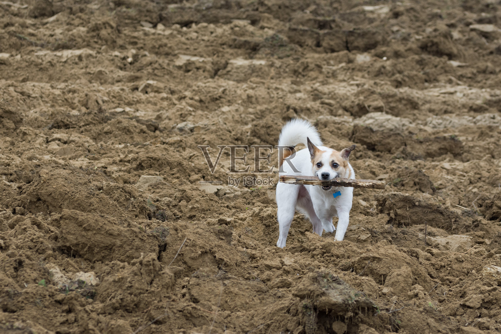 小狗在崎岖不平的田野上玩棍子照片摄影图片