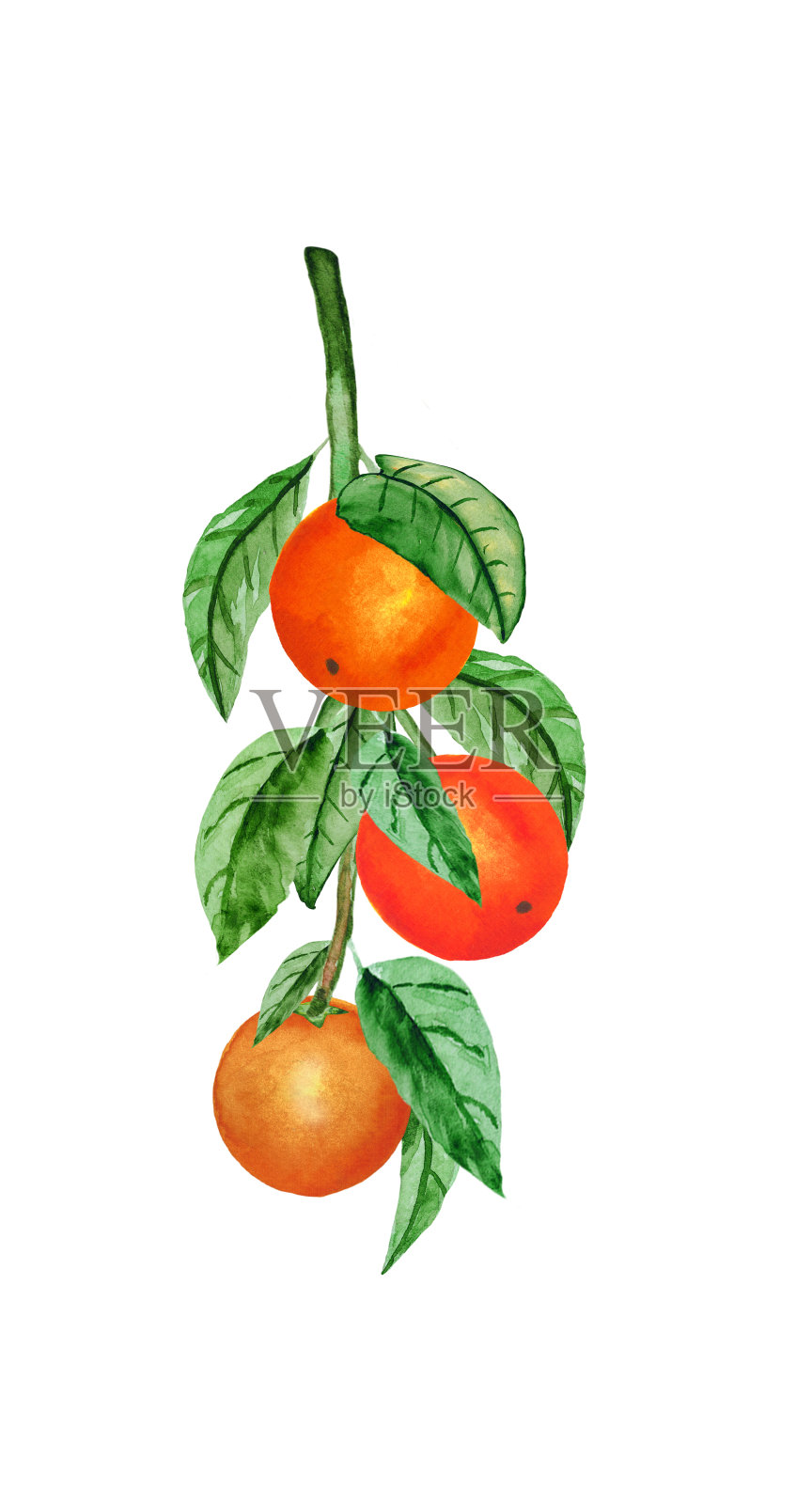 水彩手绘插图。在白色背景上孤立的新鲜的橙色水果和叶子的分枝。用于设计明信片、海报插画图片素材