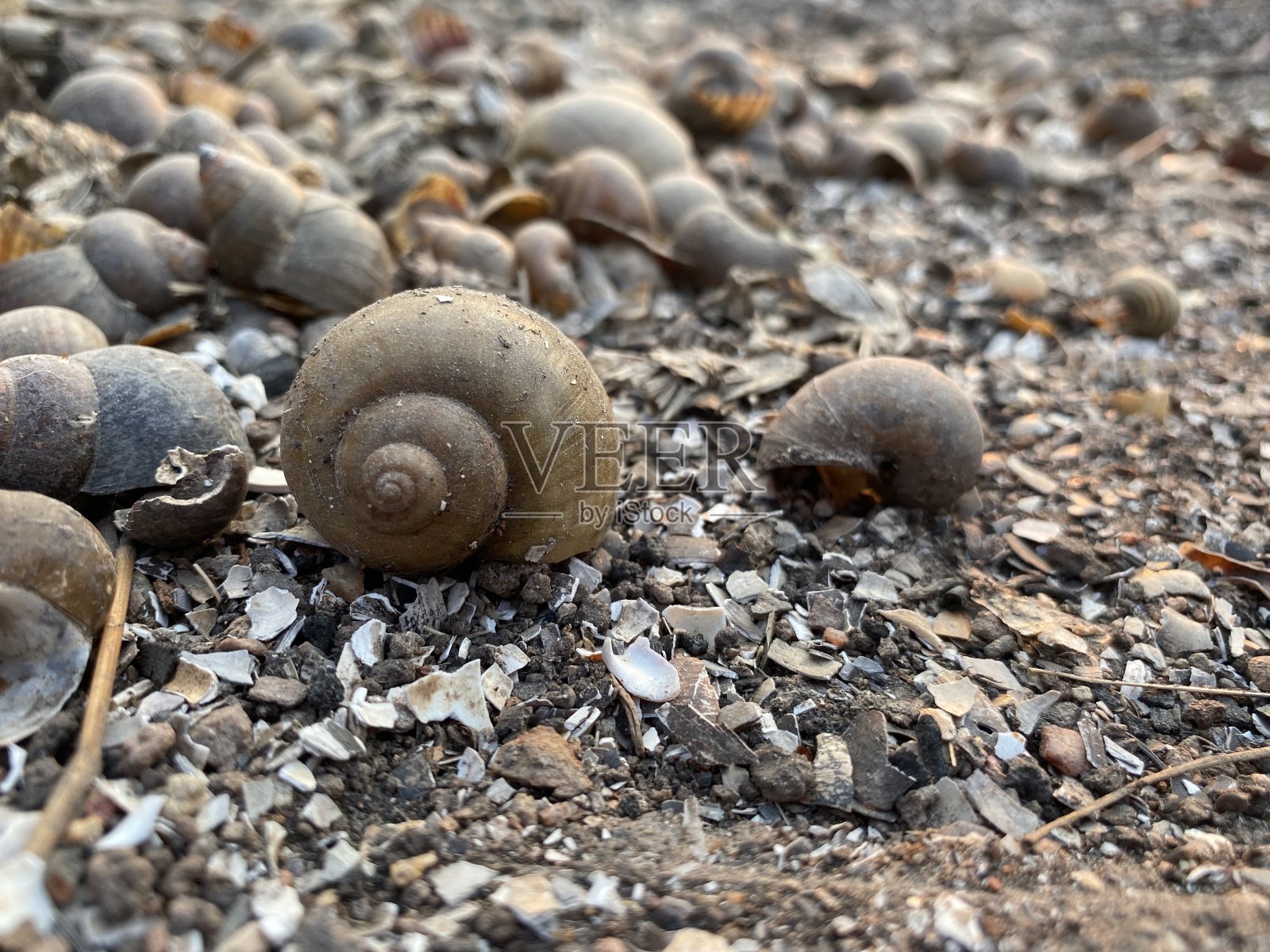 串连苹果蜗牛在地上-福寿螺照片摄影图片