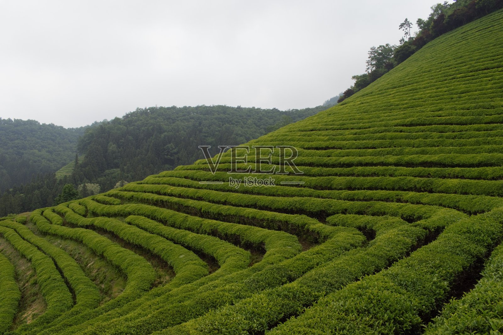 韩国全罗南道波城的绿茶田照片摄影图片