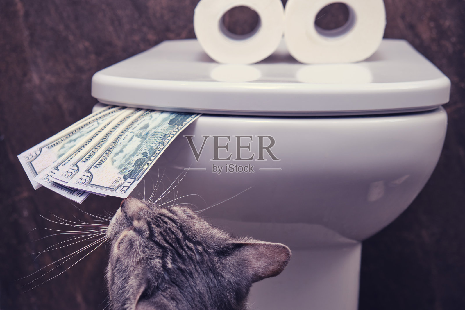 猫咪在有趣的厕所附近嗅钱，特写。危机期间的购买导致卫生纸短缺的概念照片摄影图片