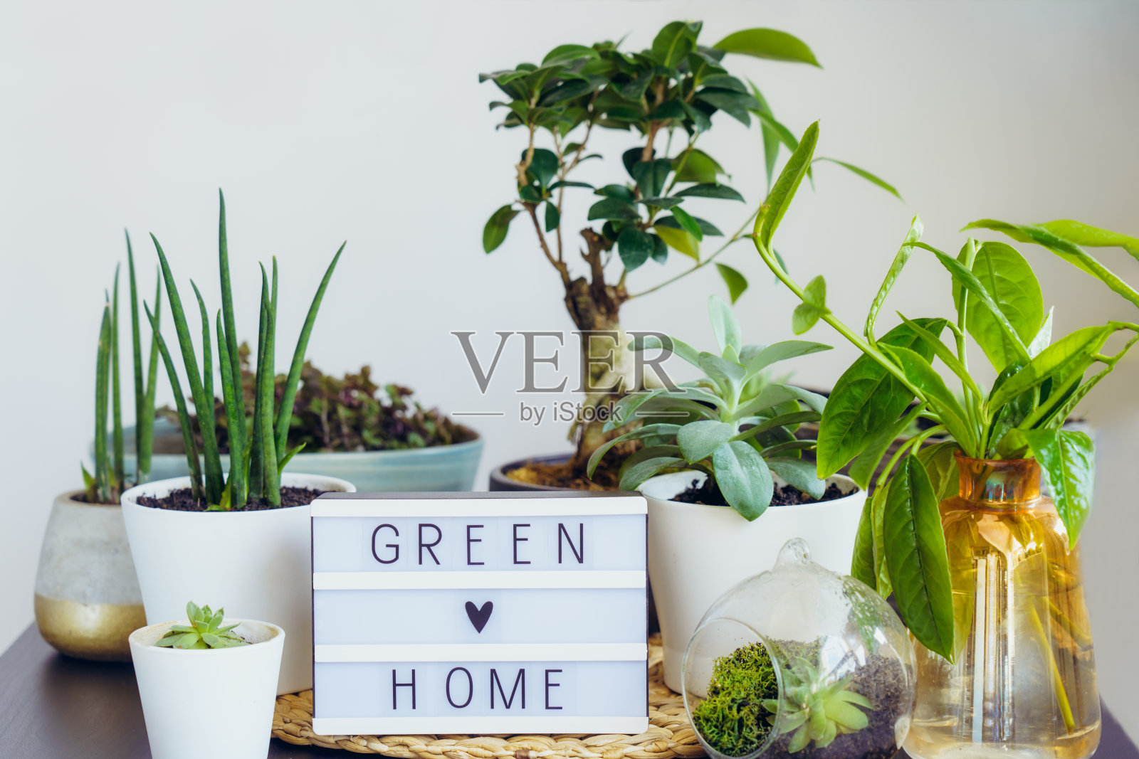 各种绿色空气植物，盆景树，多肉植物和灯箱组成与绿色的家字在黑色的桌子与白色的墙壁背景。现代家居花园室内。家庭园艺的概念。照片摄影图片