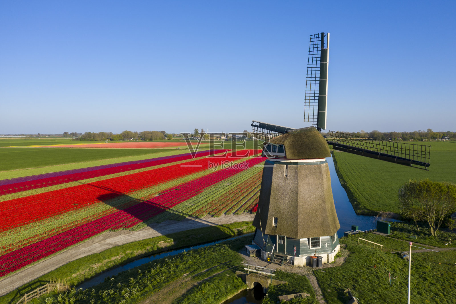 荷兰古老的风车在夕阳和红花中照片摄影图片