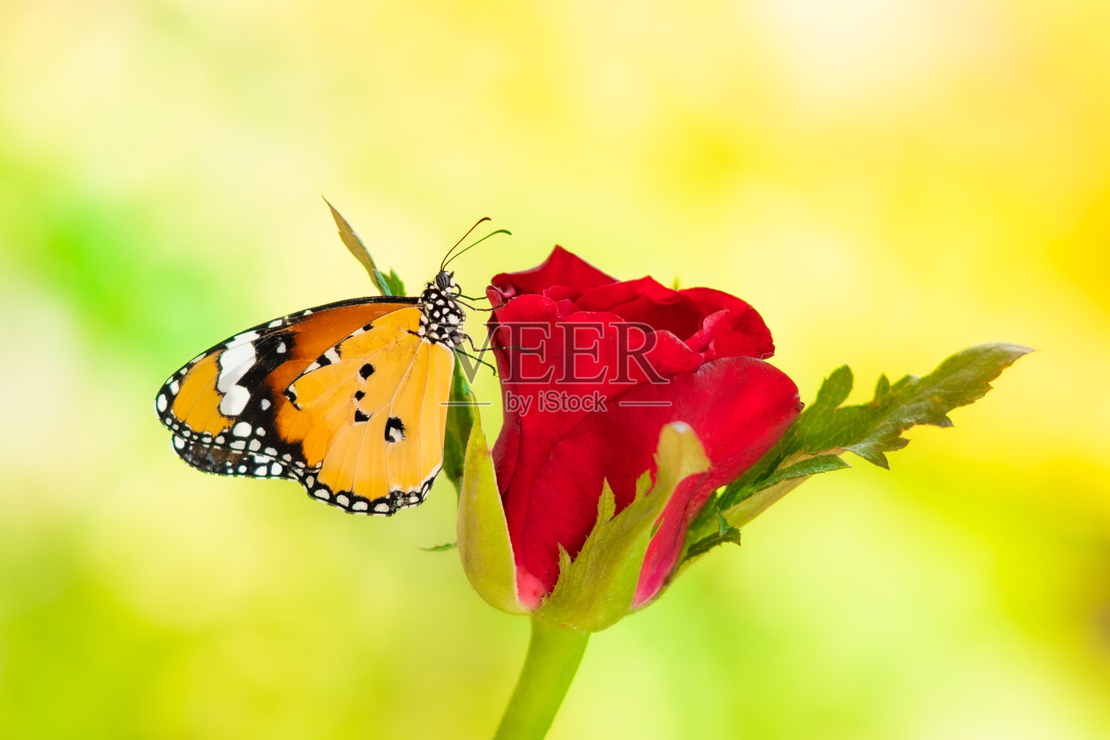 一朵红玫瑰上的蝴蝶照片摄影图片