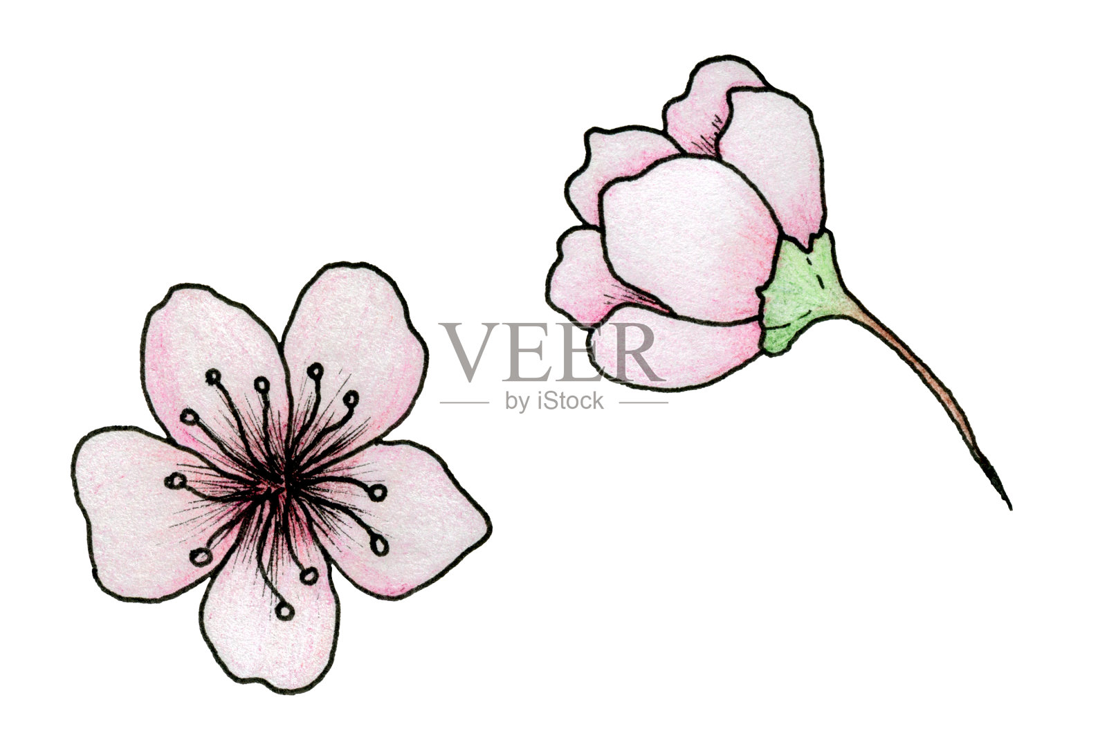 樱花插画，简单的手绘樱花孤立在白色，植物墨水和铅笔画插画图片素材