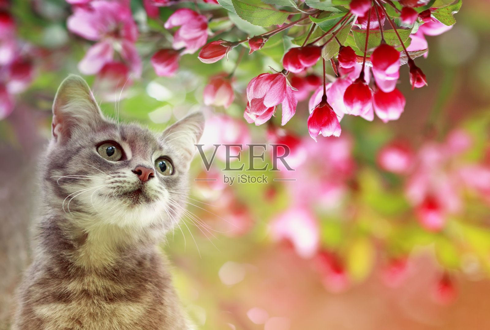 在一个阳光明媚的五月花园里，一只可爱的猫猫坐在一棵苹果树盛开的粉红色树枝上照片摄影图片