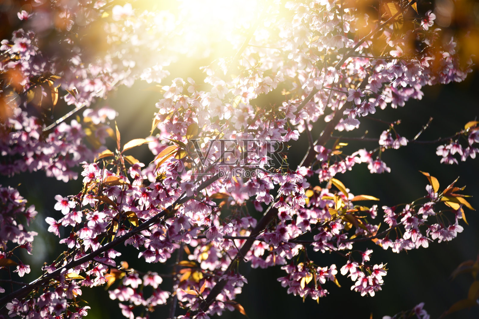 美丽的盛开的粉红色樱花樱花在早晨的阳光背景，春天的花田背景。照片摄影图片
