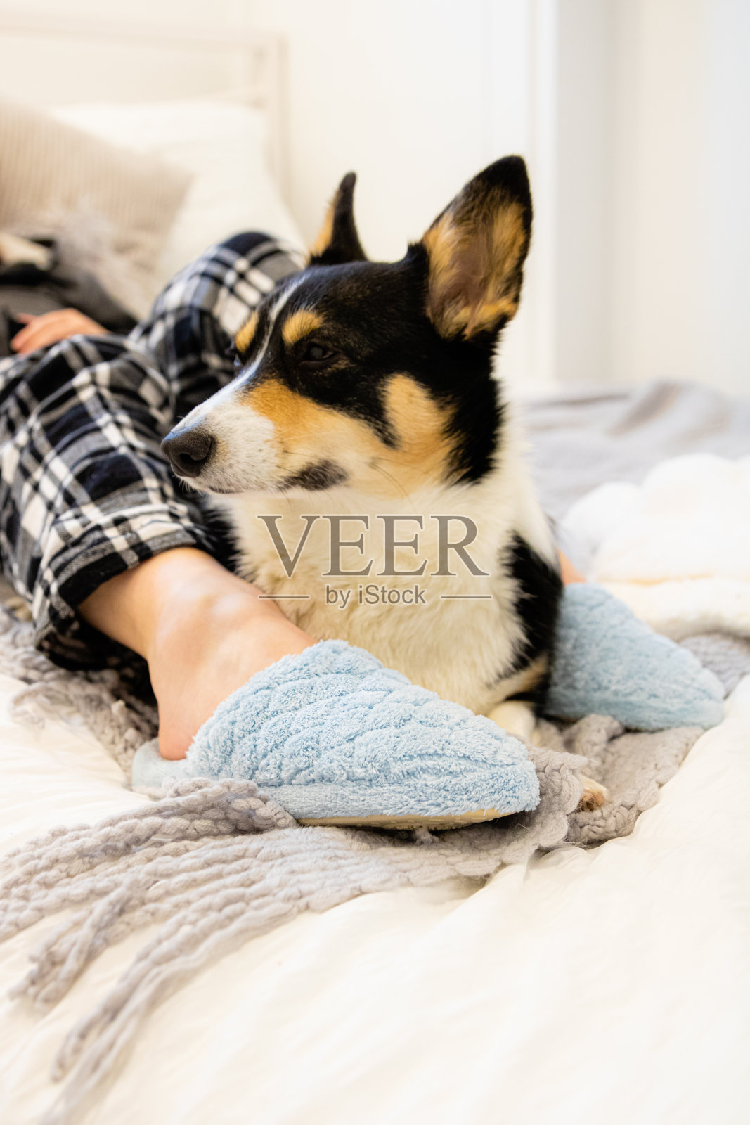 女人躺在床上，穿着睡衣和舒适的蓝色拖鞋，花时间与忠诚的宠物狗。照片摄影图片