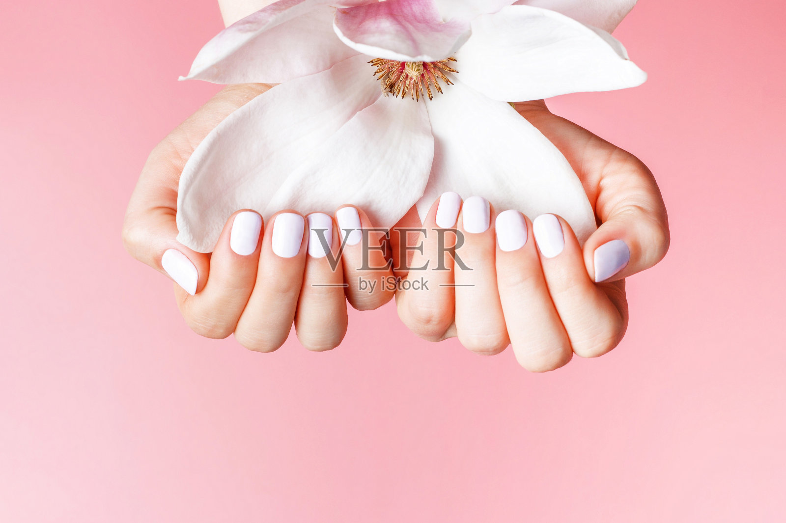 女性的手与白色美甲持有木兰花在粉红色的背景特写。照片摄影图片