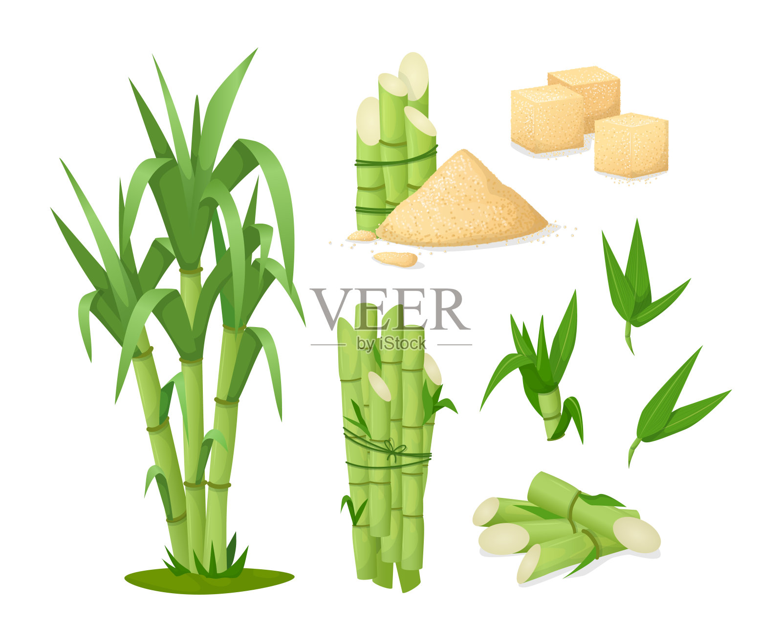 鲜榨甘蔗在玻璃与茎，方块，甘蔗植物，竹子。插画图片素材