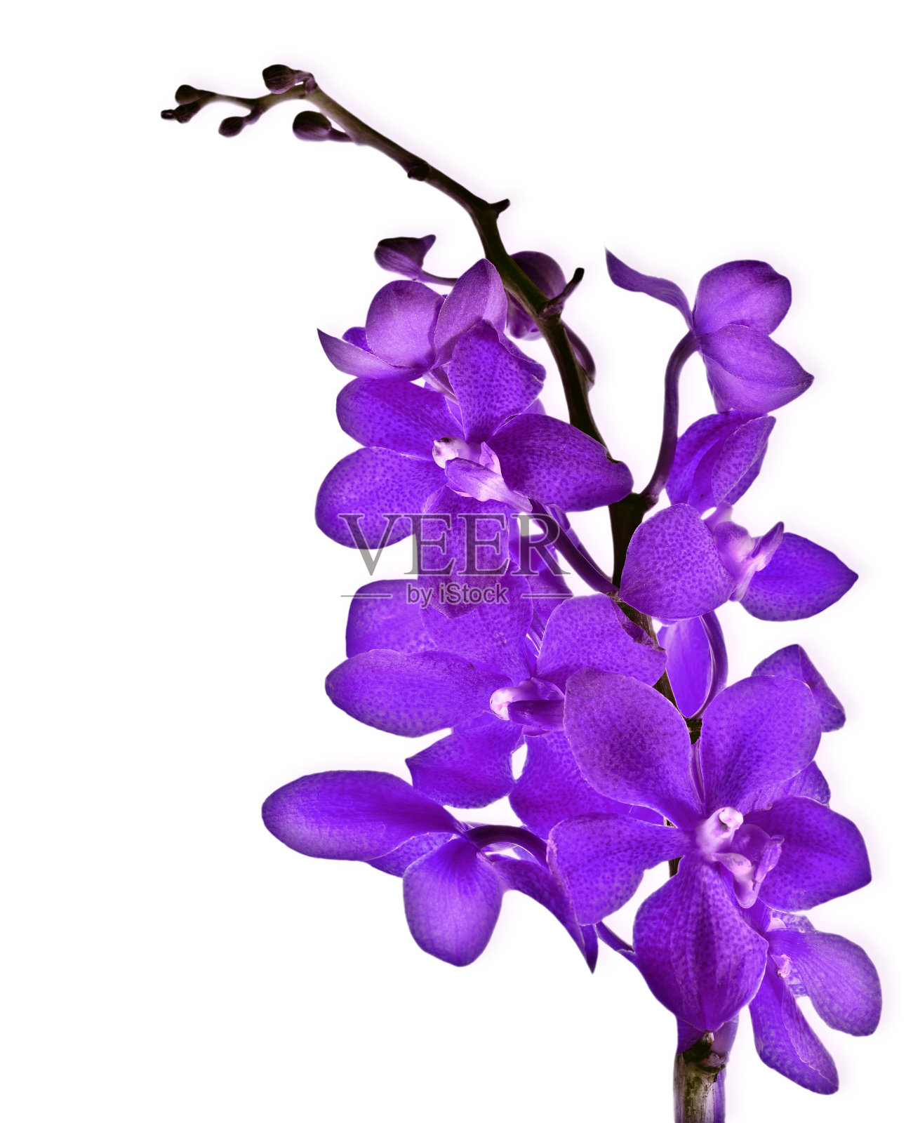紫鲜兰花照片摄影图片