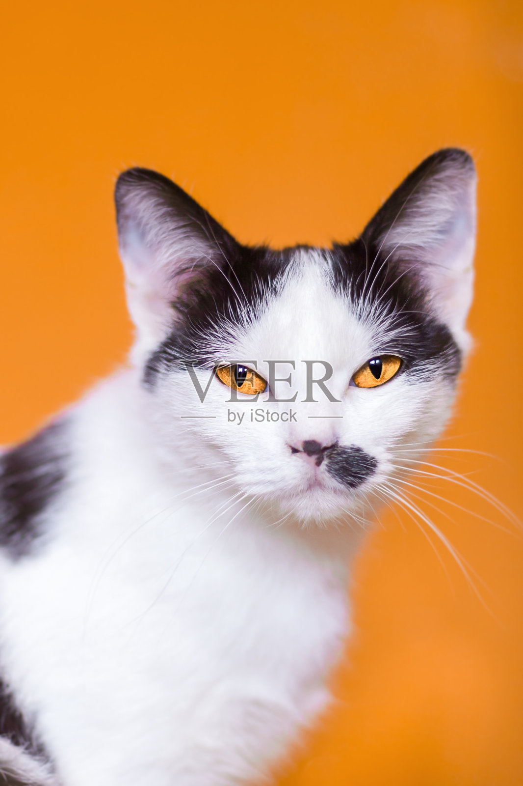 黑色和白色的猫，黄色的眼睛，橙色的背景照片摄影图片
