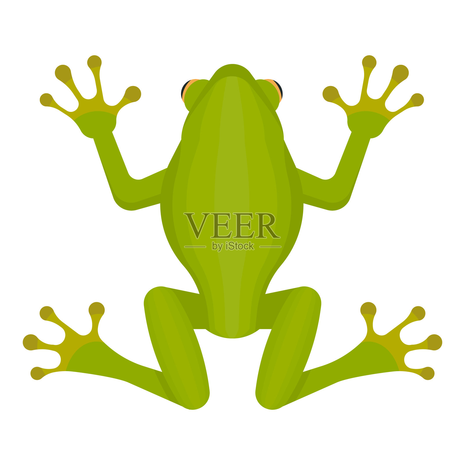 绿色青蛙孤立在白色背景上。矢量插图。设计元素图片