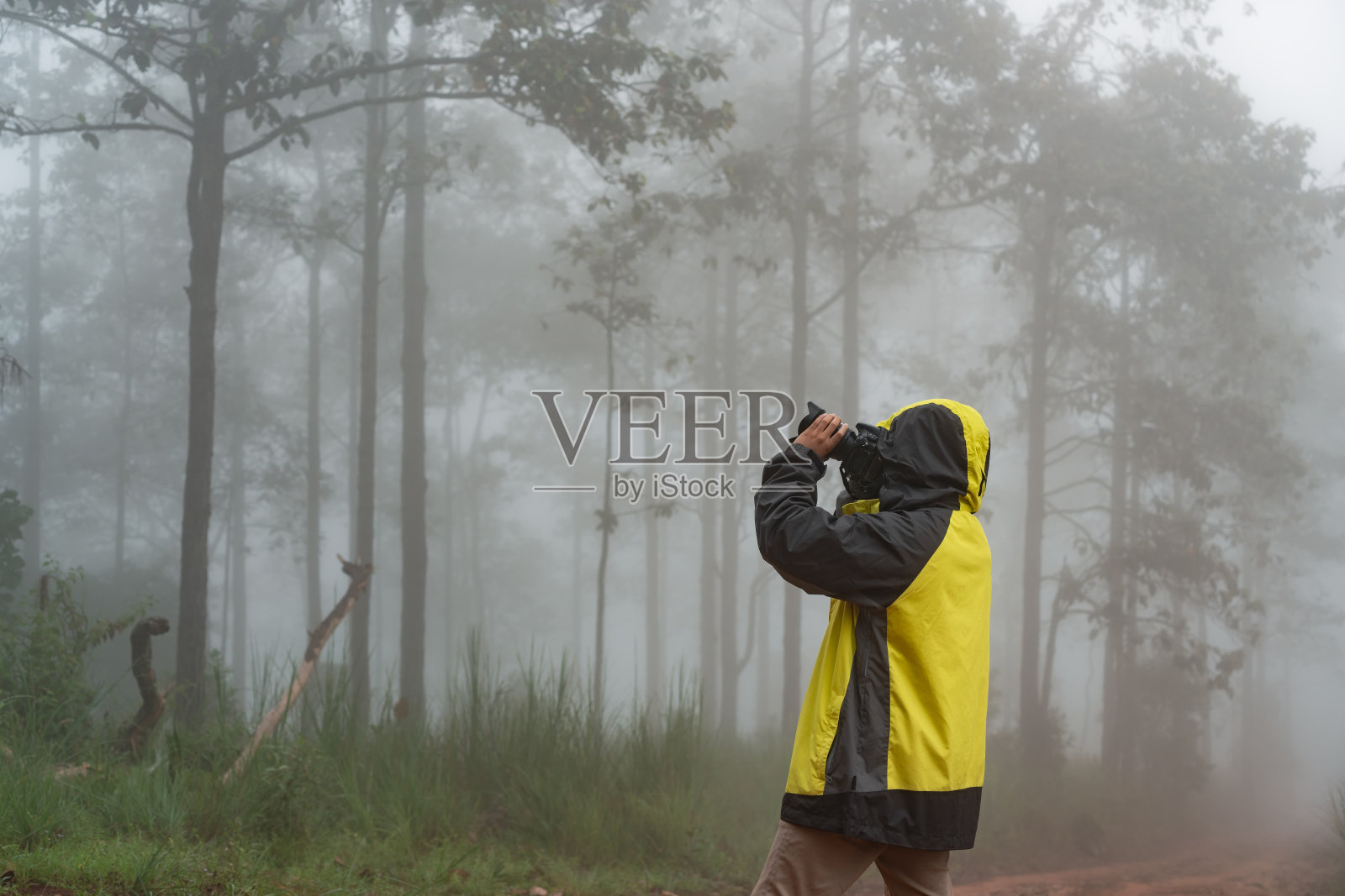 雨季，游客们在天然松林里拍照。旅游及远足概念照片摄影图片