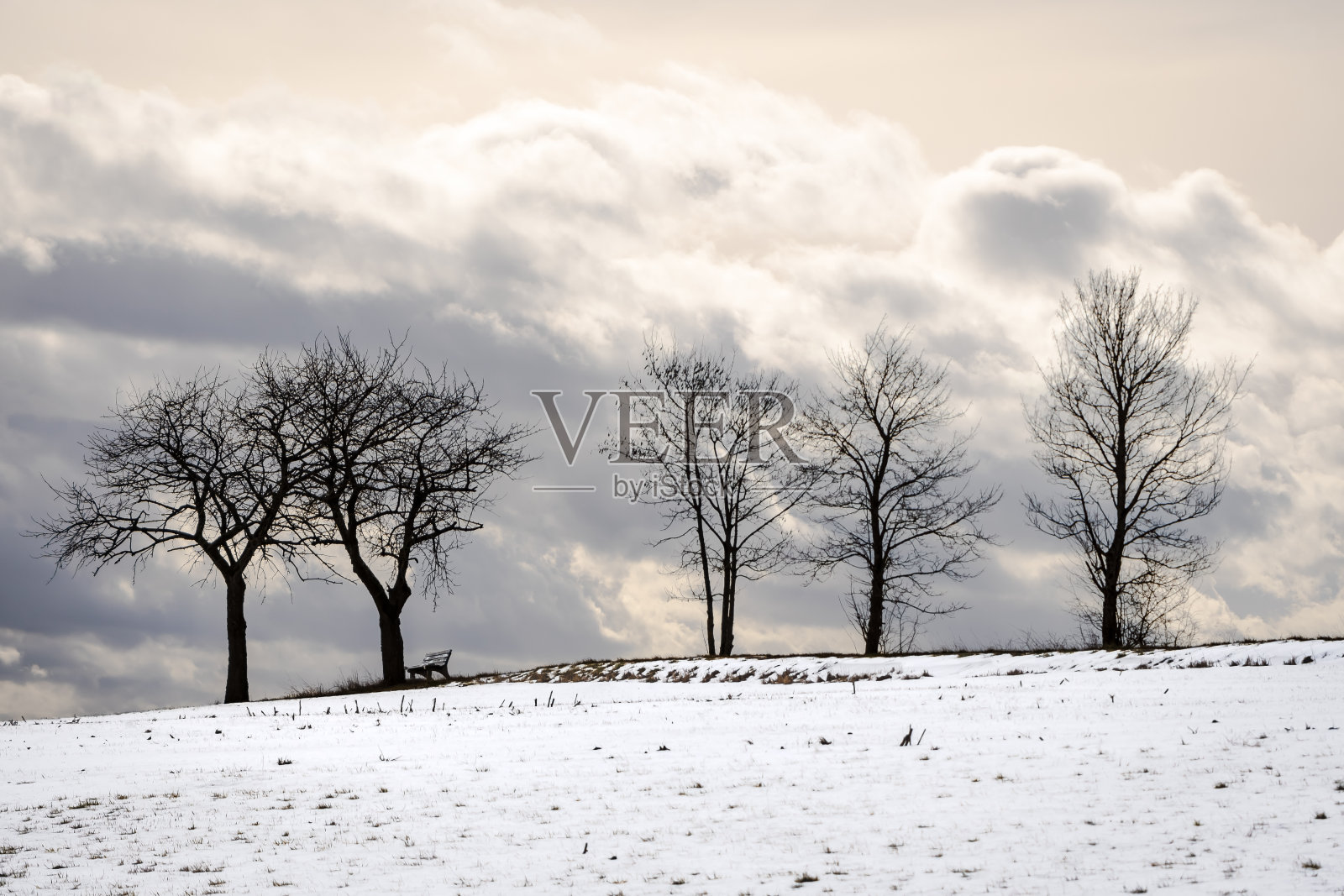 一群树下的长凳，在冬天照片摄影图片
