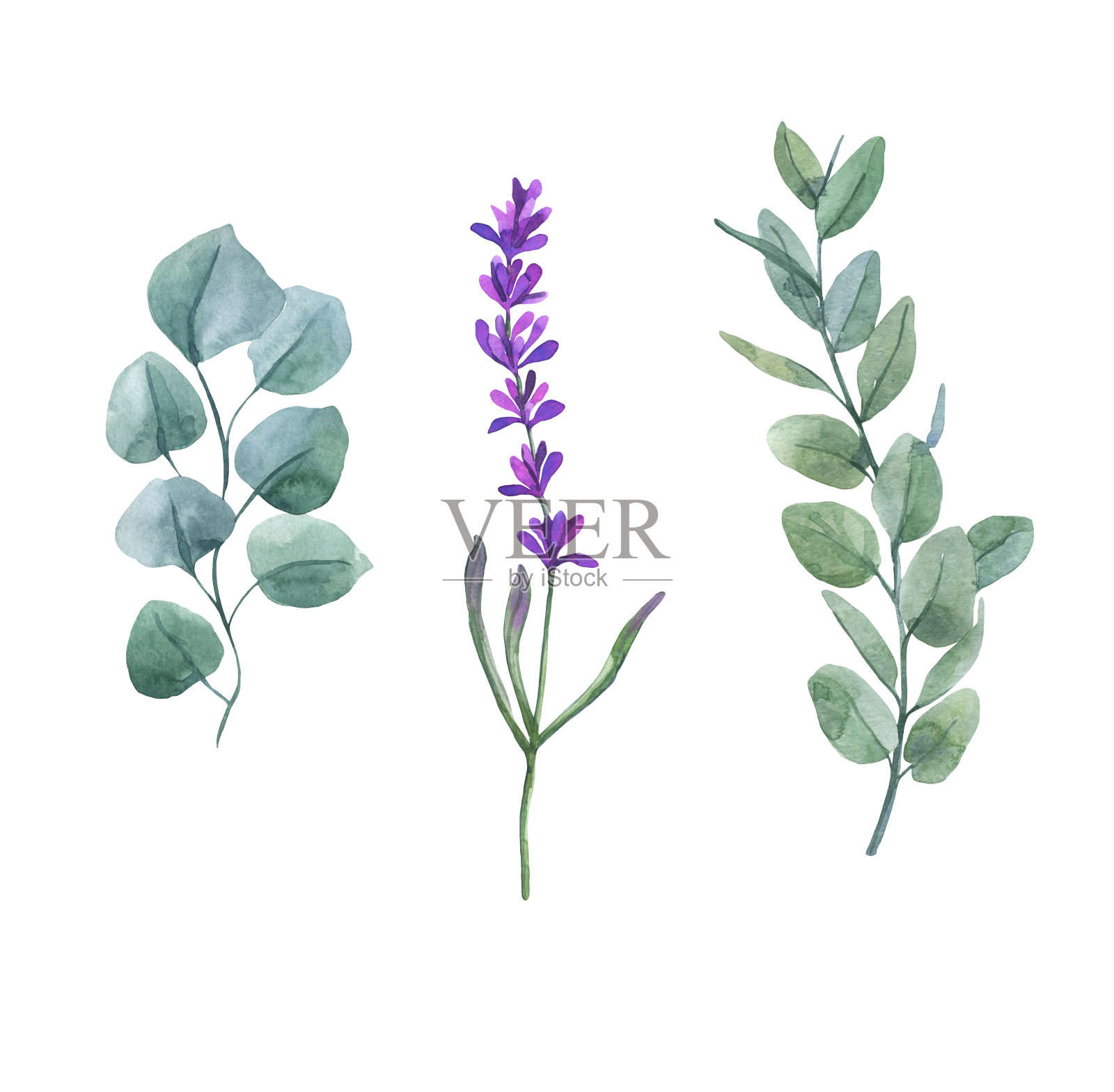 白色背景上孤立的桉树和紫色薰衣草的细枝。植物插图。插画图片素材