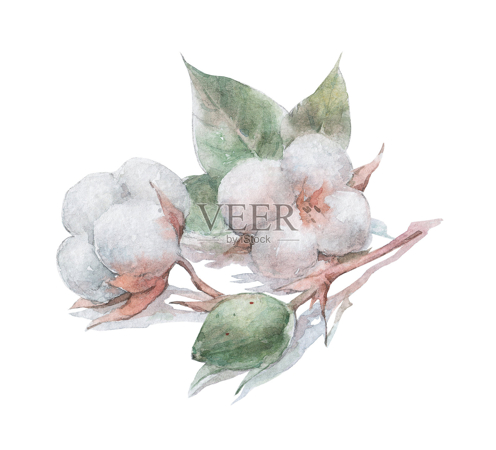 有茎和叶的棉花花插画图片素材