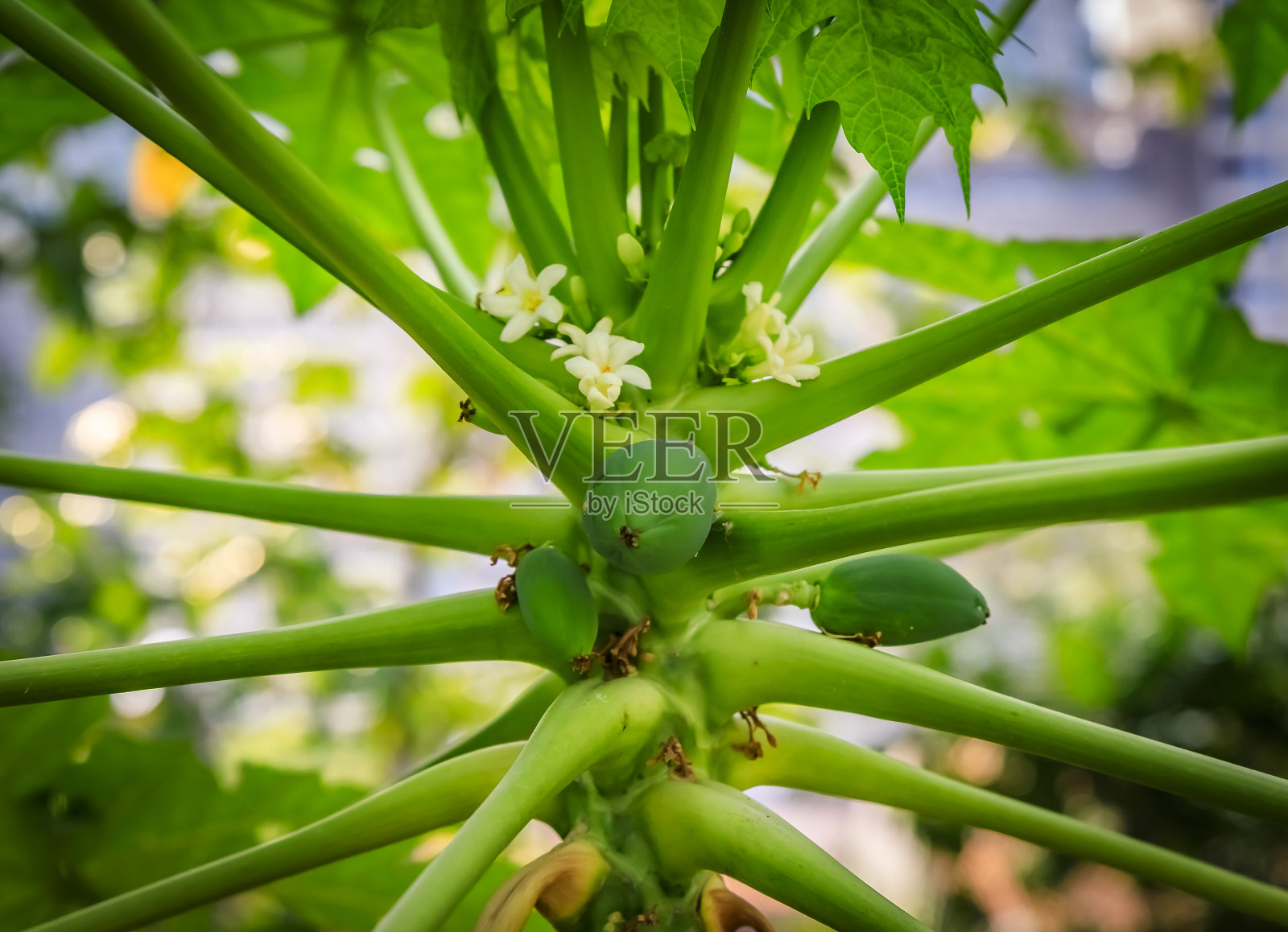 新加坡一棵盛开着鲜花的树上生长着绿色的木瓜，背景模糊照片摄影图片