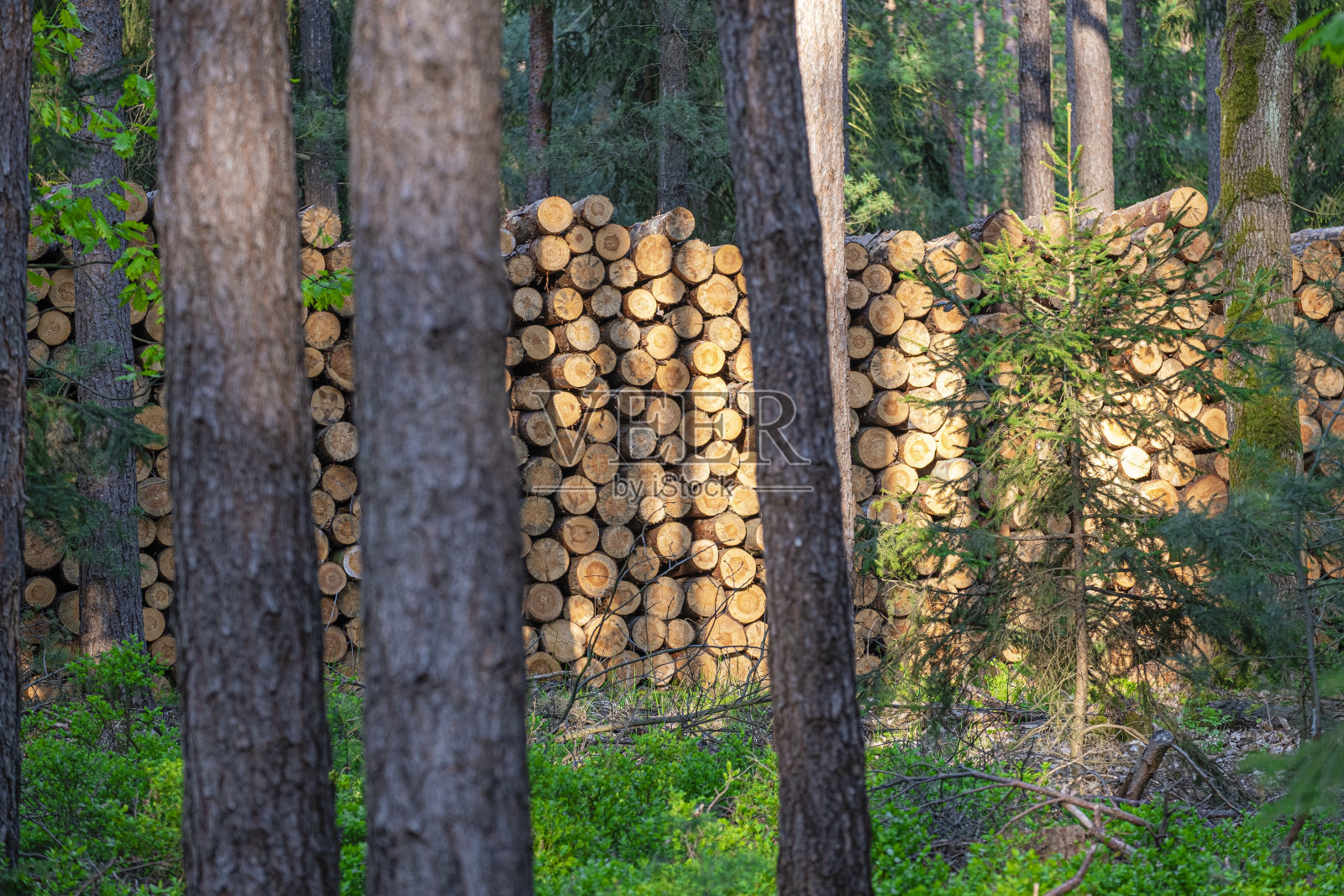 在捷克共和国，工业伐木和运输木材用于加工的成堆木材照片摄影图片