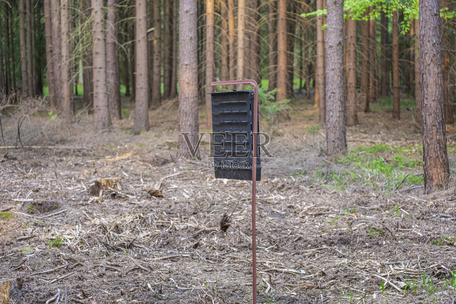 由于研究有害的森林害虫捕者，干燥的森林和树皮甲虫灾难在捷克共和国照片摄影图片