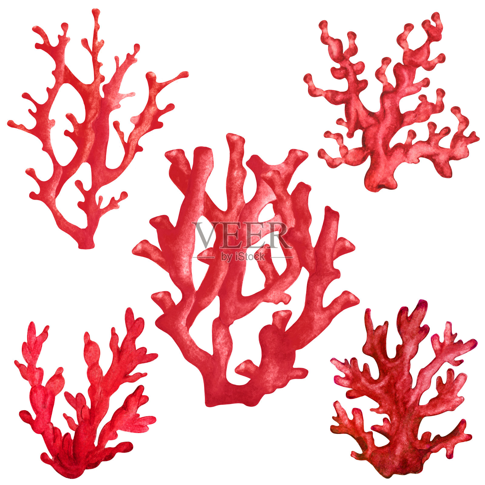 水彩红色珊瑚插画图片素材