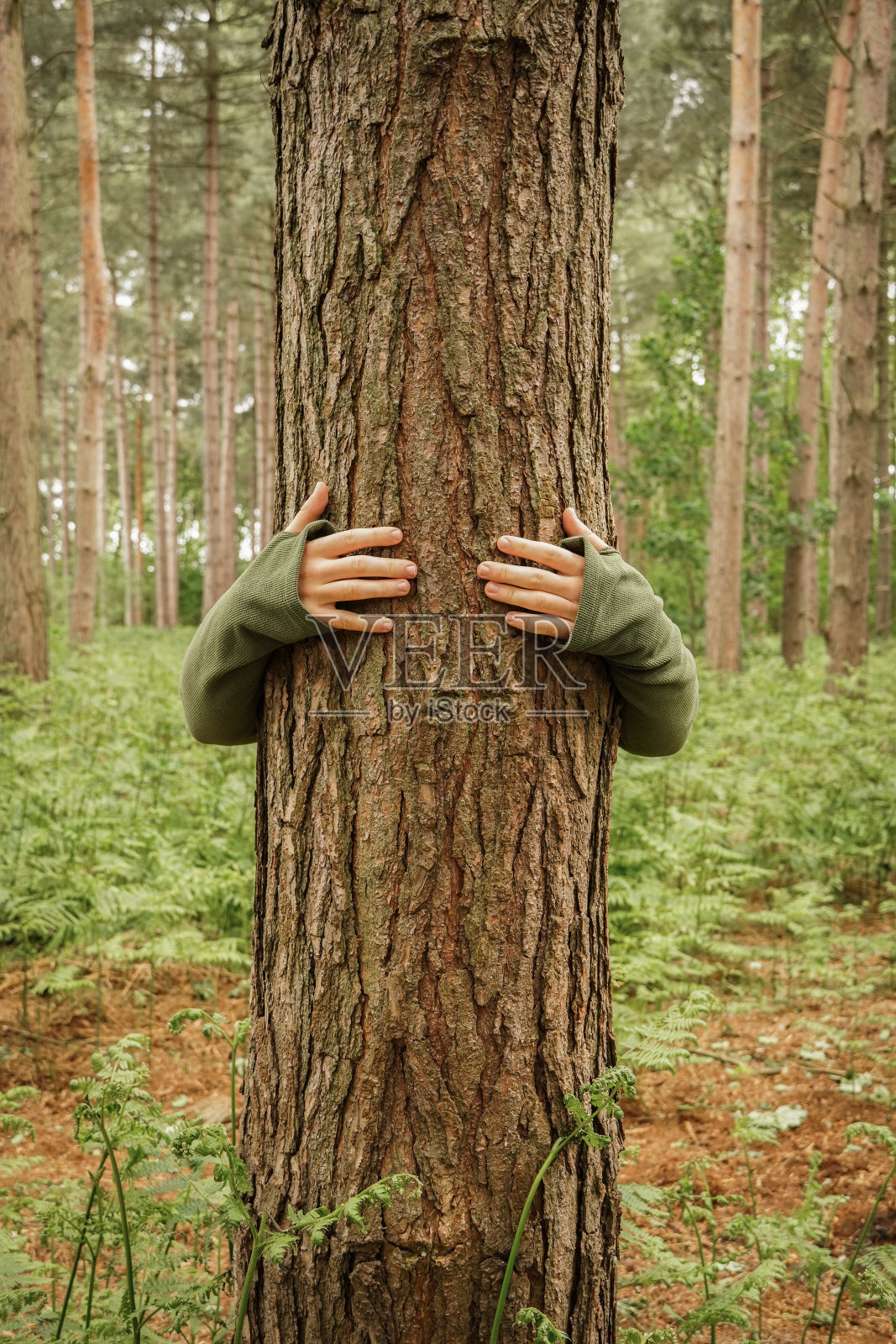 一名环保主义者抱着一棵树的自然和生态形象照片摄影图片