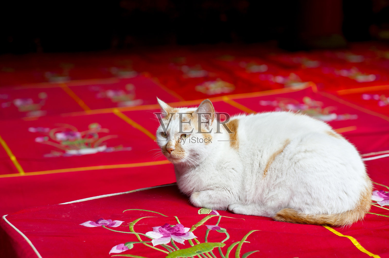 中国上海玉佛寺，一只白猫坐在坐垫上照片摄影图片
