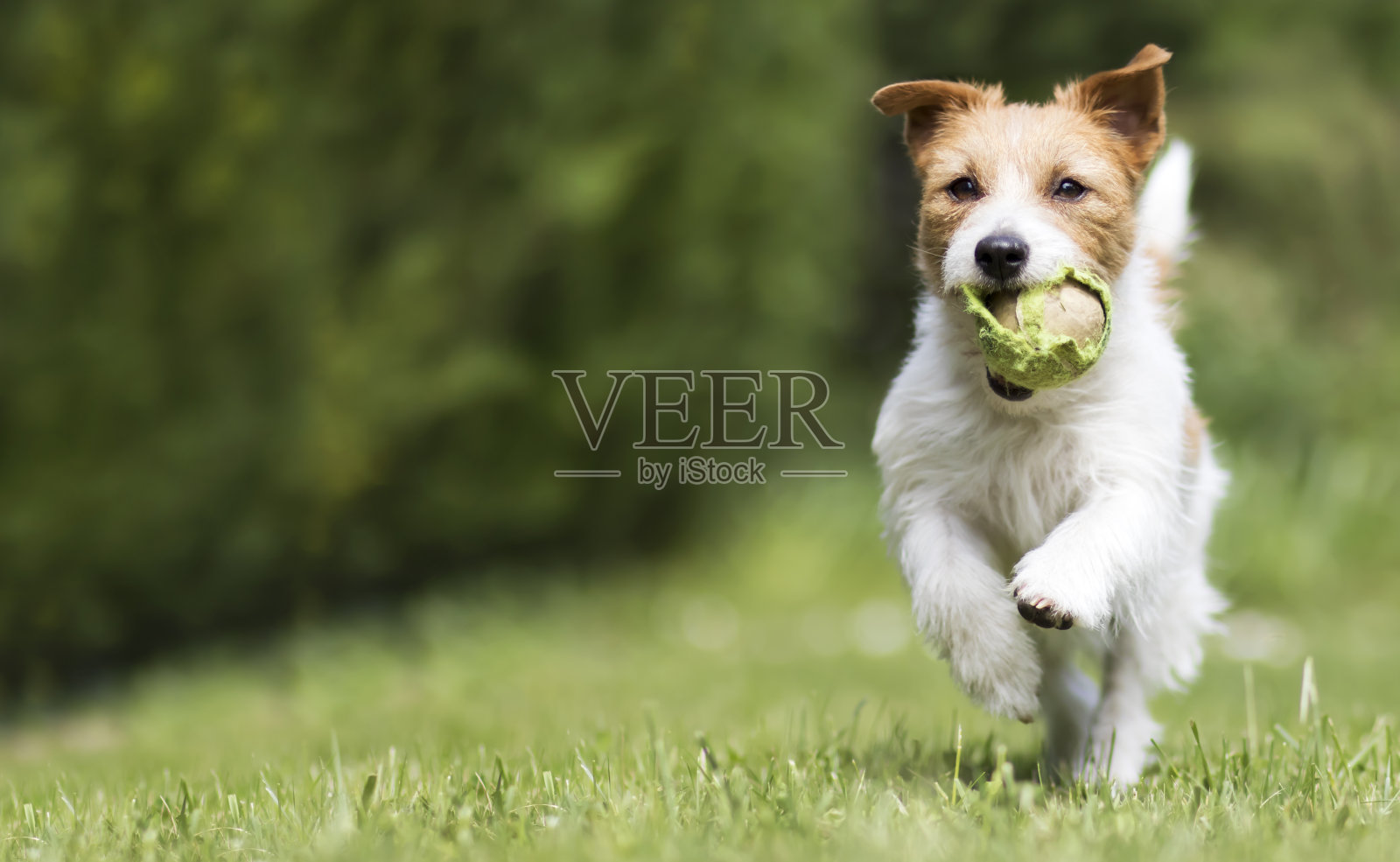 顽皮快乐的宠物狗在草地上奔跑，带回来一个网球照片摄影图片